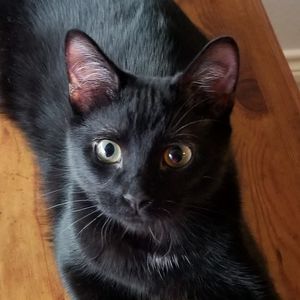 Meet your Posher, Bridget